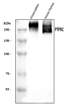 CD45/Ptprc Antibody