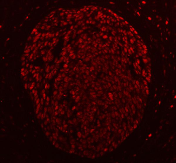 PC4/SUB1 Rabbit Polyclonal Antibody