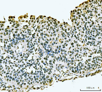 PC4/SUB1 Rabbit Polyclonal Antibody