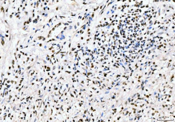 PC4/SUB1 Rabbit Polyclonal Antibody