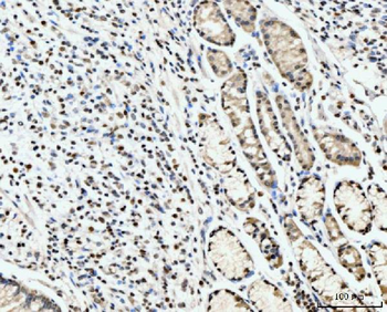 PC4/SUB1 Rabbit Polyclonal Antibody