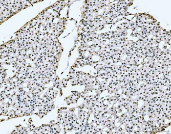 PC4/SUB1 Rabbit Polyclonal Antibody