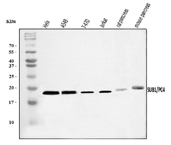 PC4/SUB1 Rabbit Polyclonal Antibody