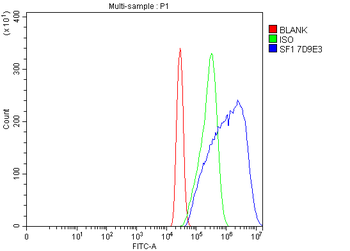 splicing factor 1 Antibody (monoclonal, 7D9E3)