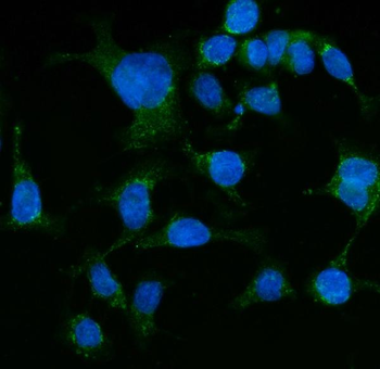 Grp75 Mouse Monoclonal Antibody