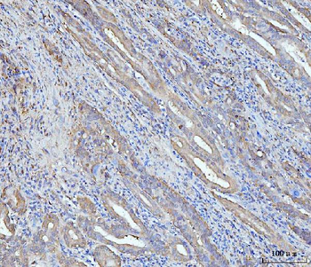 Grp75 Mouse Monoclonal Antibody