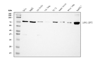 Grp75 Mouse Monoclonal Antibody