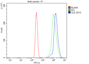 Glutaminase/GLS Antibody (monoclonal, 3G13)