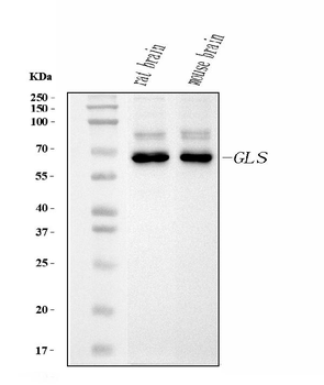 Glutaminase/GLS Antibody (monoclonal, 3G13)