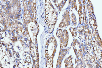 DHODH Mouse Monoclonal Antibody
