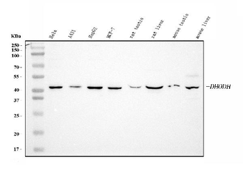 DHODH Mouse Monoclonal Antibody