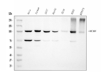 MCM6 Antibody (monoclonal, 3I4C8)