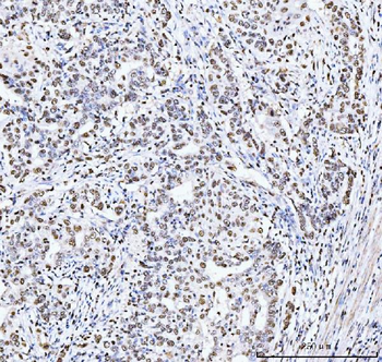 MCM6 Antibody (monoclonal, 3I4C8)