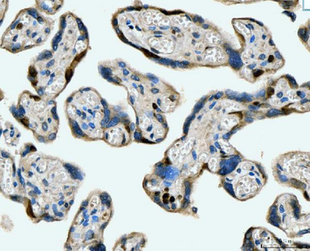 MCM6 Antibody (monoclonal, 3I4C8)