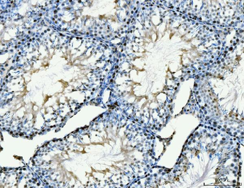MCM6 Antibody (monoclonal, 3I4C8)