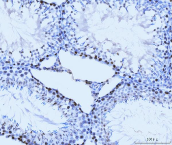 MCM6 Antibody (monoclonal, 3F13C4)