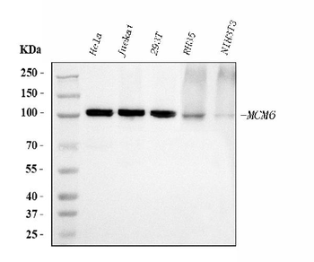 MCM6 Antibody (monoclonal, 3F13C4)