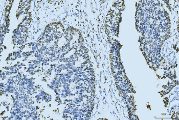 MCM6 Antibody (monoclonal, 3F13C4)