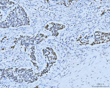 MCM6 Antibody (monoclonal, 3F13C4)