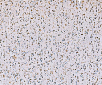 SND1 Mouse Monoclonal Antibody