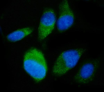 SND1 Mouse Monoclonal Antibody