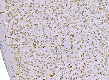 SND1 Mouse Monoclonal Antibody