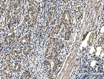 DYNLL1/PIN Mouse Monoclonal Antibody