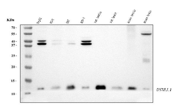 DYNLL1/PIN Mouse Monoclonal Antibody