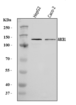 P Glycoprotein/ABCB1 Rabbit Polyclonal Antibody