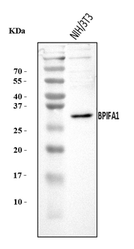 Plunc/BPIFA1 Rabbit Polyclonal Antibody