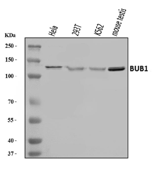 BUB1 Rabbit Polyclonal Antibody