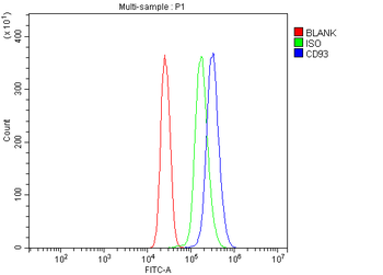 CD93 Antibody
