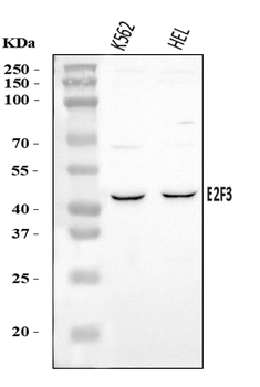 E2F3 Rabbit Polyclonal Antibody