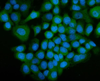 SGT1/ECD Rabbit Polyclonal Antibody