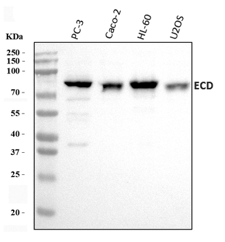 SGT1/ECD Rabbit Polyclonal Antibody