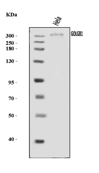 Giantin/GOLGB1 Rabbit Polyclonal Antibody