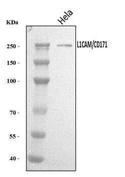 L1CAM Rabbit Polyclonal Antibody