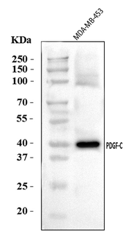PDGFC Rabbit Polyclonal Antibody