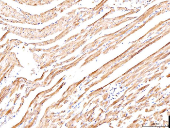 Phospholamban/PLN Rabbit Polyclonal Antibody