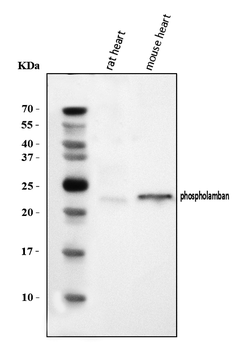 Phospholamban/PLN Rabbit Polyclonal Antibody