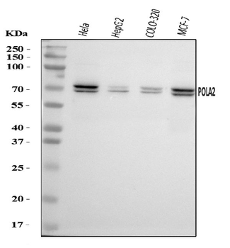 POLA2 Rabbit Polyclonal Antibody