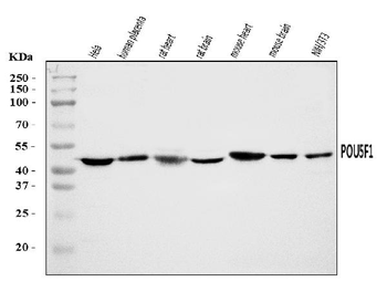 Oct4/POU5F1 Rabbit Polyclonal Antibody