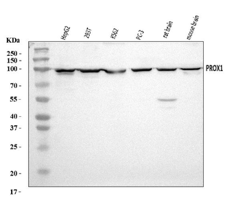 PROX1 Rabbit Polyclonal Antibody