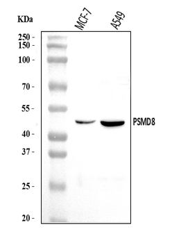 PSMD8 Rabbit Polyclonal Antibody