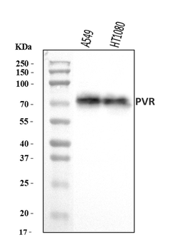 Poliovirus Receptor/PVR Antibody