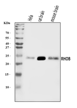 RHOB Rabbit Polyclonal Antibody