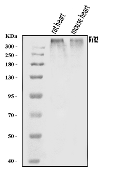 RYR2 Rabbit Polyclonal Antibody