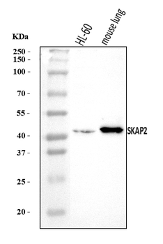SKAP2 Rabbit Polyclonal Antibody