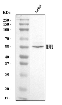 TRF1/TERF1 Rabbit Polyclonal Antibody