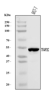 AP2 gamma/TFAP2C Rabbit Polyclonal Antibody